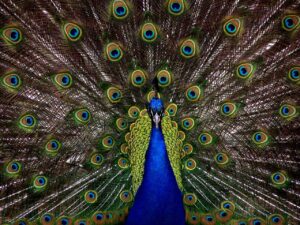 peafowl, peacock, bird-1868.jpg