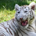 tiger, white tiger, cub, young tiger, tiger cub, feline, animal, wild, wild animal, wilderness, wildlife, predator, creature, nature, beast