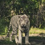White Bengal Tiger prowling in lush green forest, captured in natural daylight.